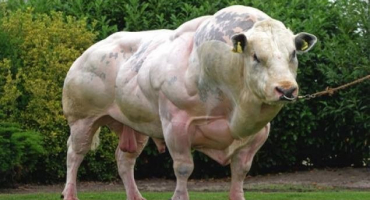 Belgické modré plemeno skotu